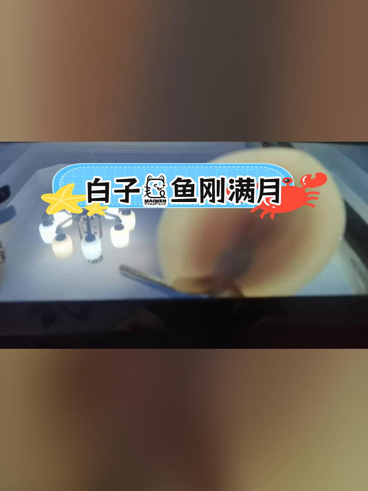 新到两条白子魟鱼,状态良好