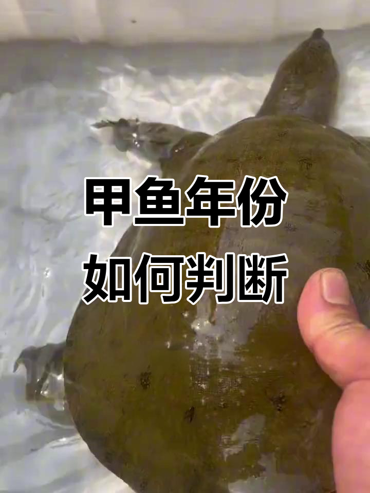 如何通过重量、缝隙和生殖器官判断甲鱼年龄