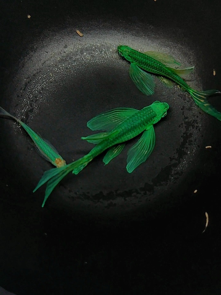 妖艳绿蝶翼斑马鱼每个阶段进化颜值对比