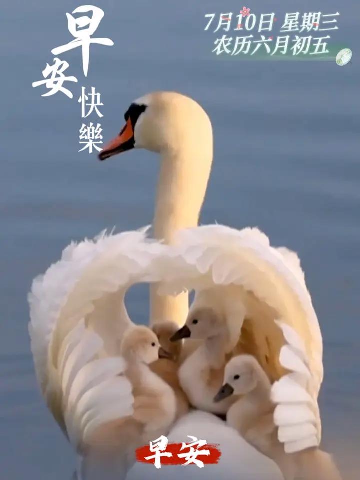 每日早安|天鹅游水,其乐陶陶。新的一天开始,愿您和家人幸福平安,共享天伦,早安!