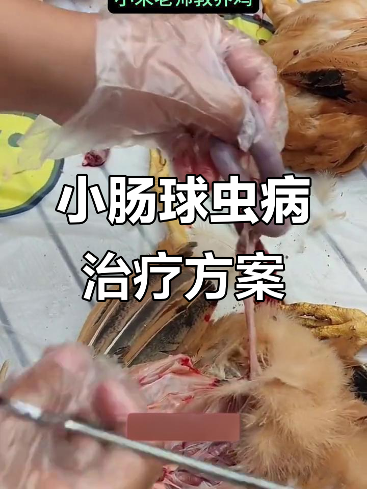 湖北大哥家的鸡,肠道出血严重!如何治疗小肠球虫病?