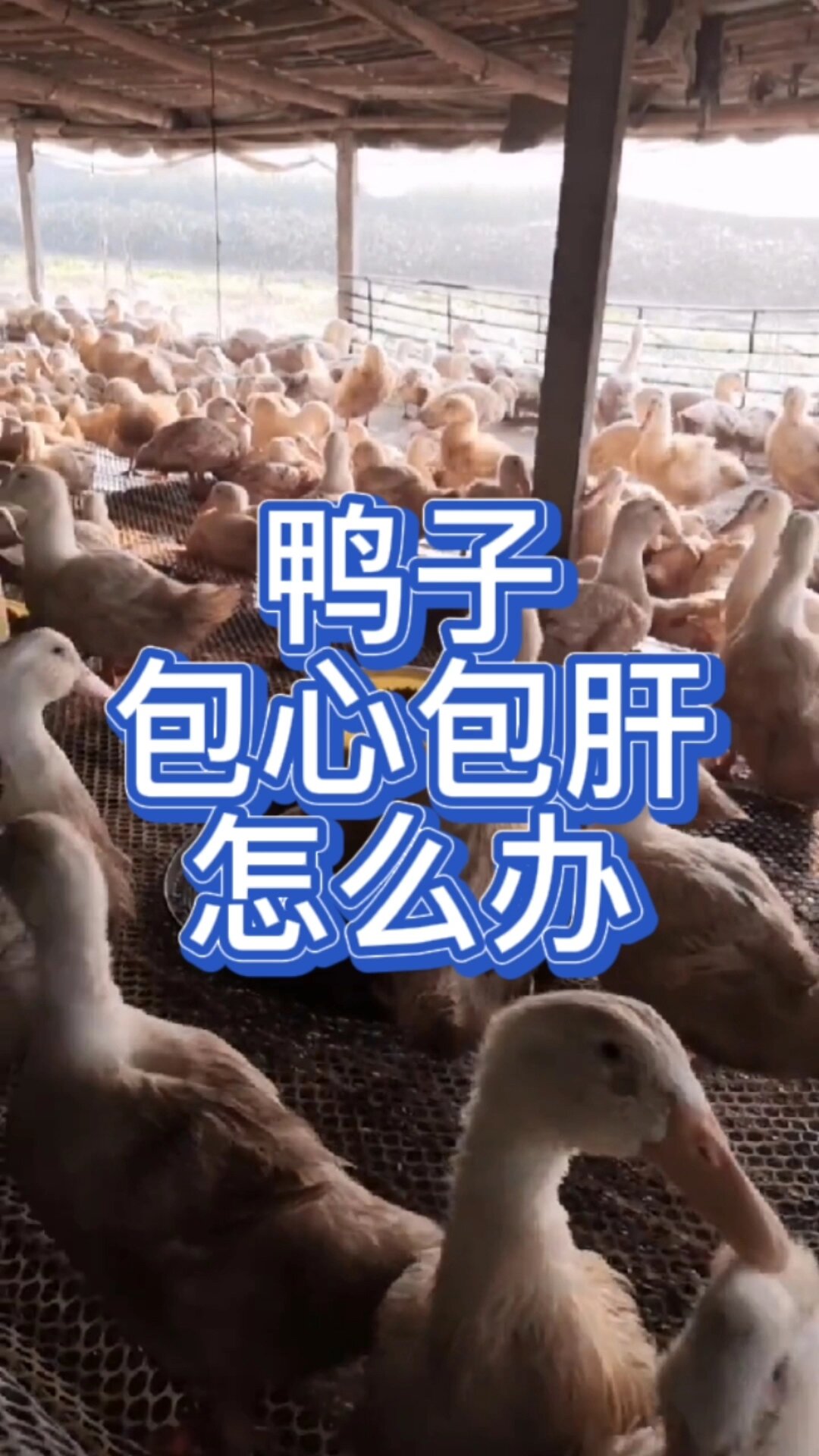 小鸭走路摇头晃脑怎么回事?鸭子走路不稳怎