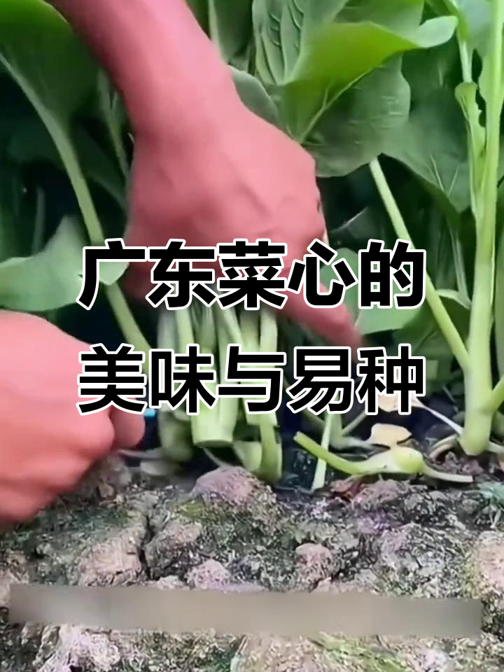 广东菜心:简单种植,营养丰富,阳台小院必备