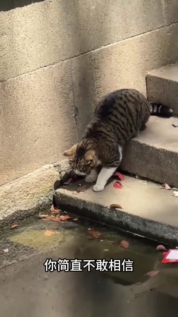 哇塞!看猫咪轻松抓鱼,厉害到爆!趣味解说