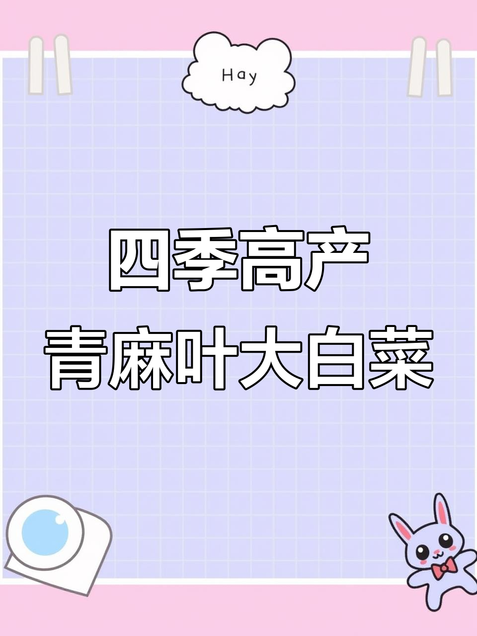 青口白矮桩大白菜,四季皆宜的高产蔬菜种子
