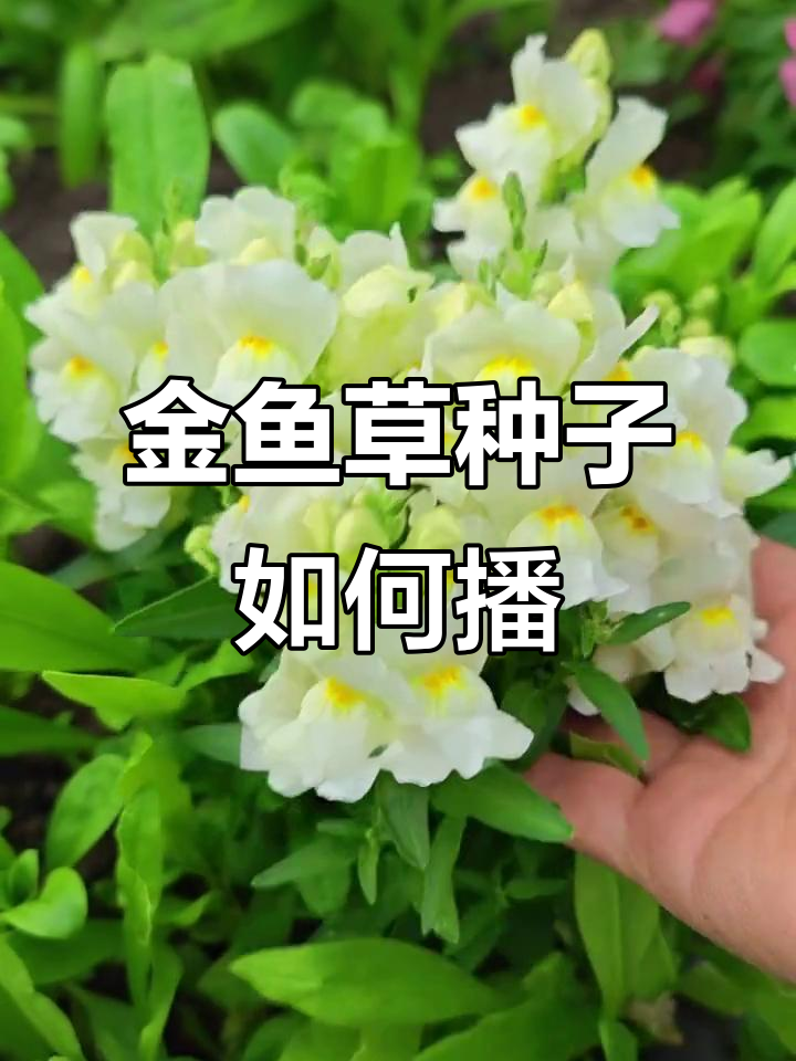 金鱼草种子播种技巧:小而美,覆土不行!