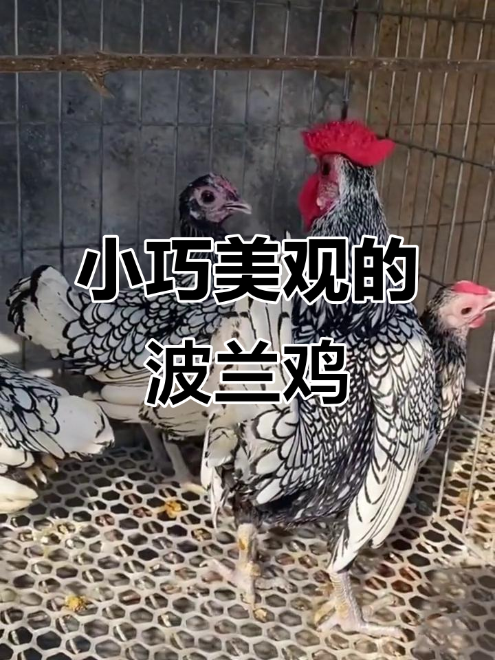 波兰鸡:小体型观赏珍禽,美丽又易养