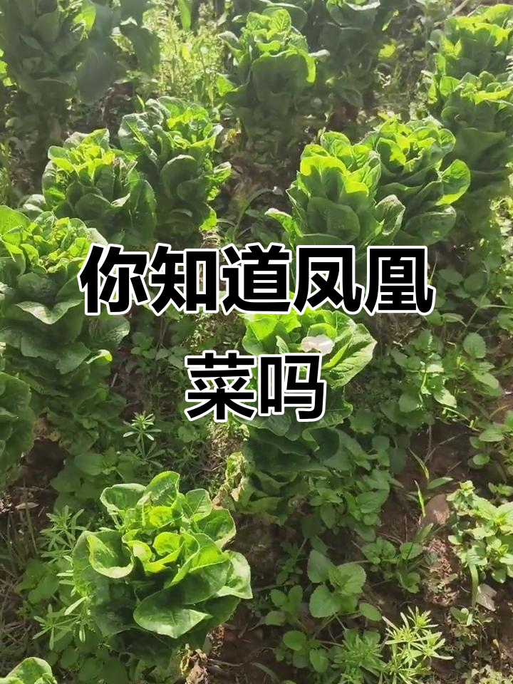 老妈说这种菜叫凤凰菜,你听过吗?