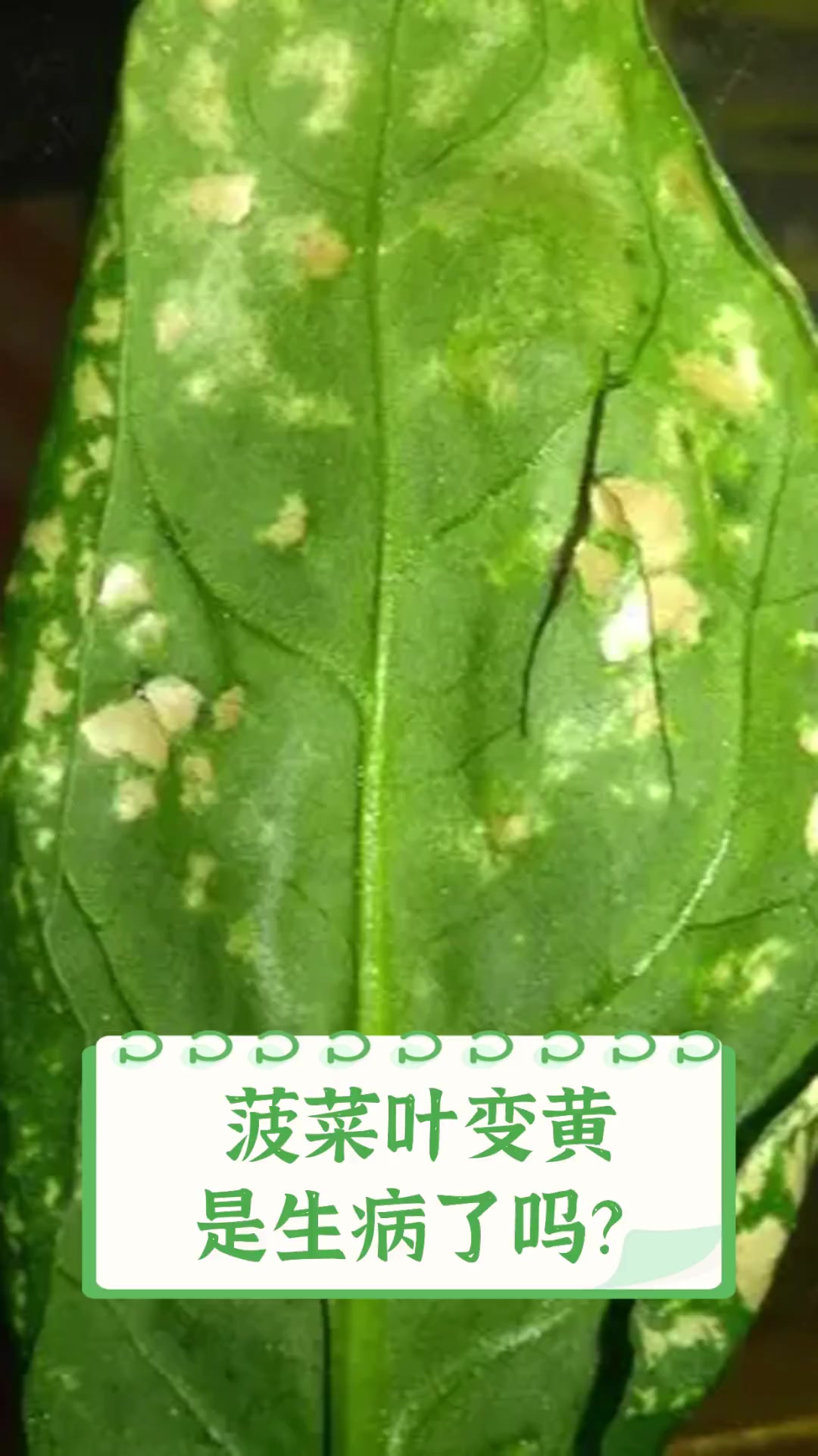 菠菜叶变黄,是生病了吗?