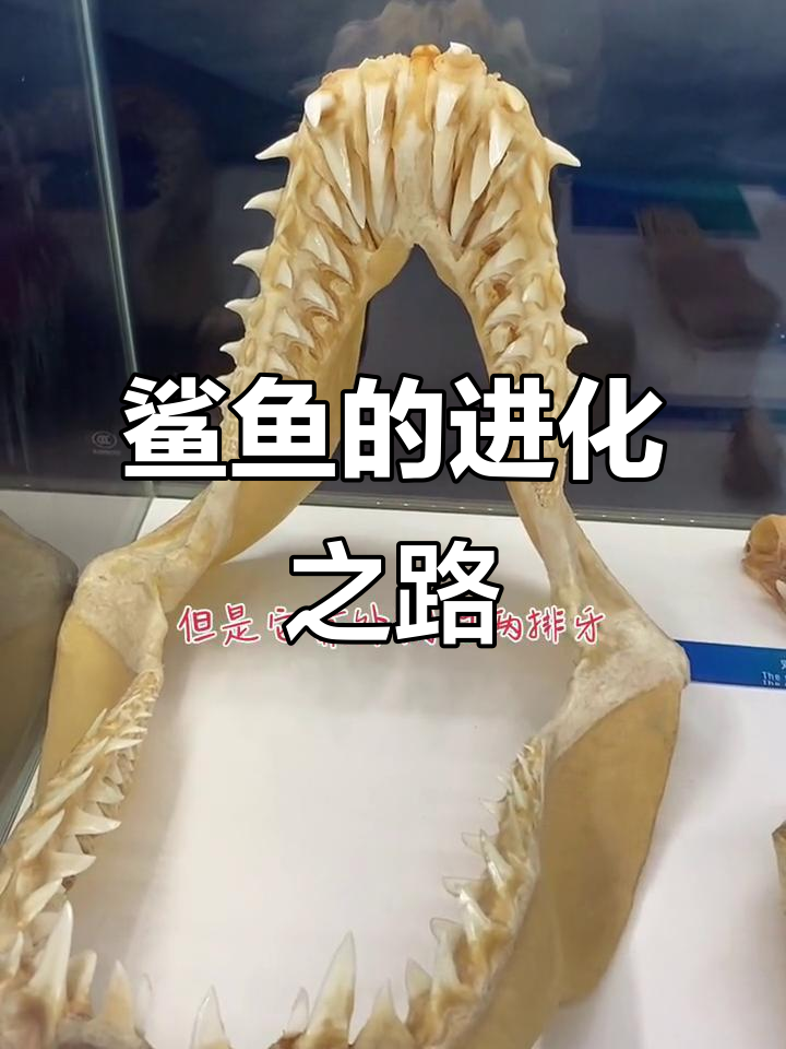 鲨鱼历经四亿年,牙齿见证海洋的统治