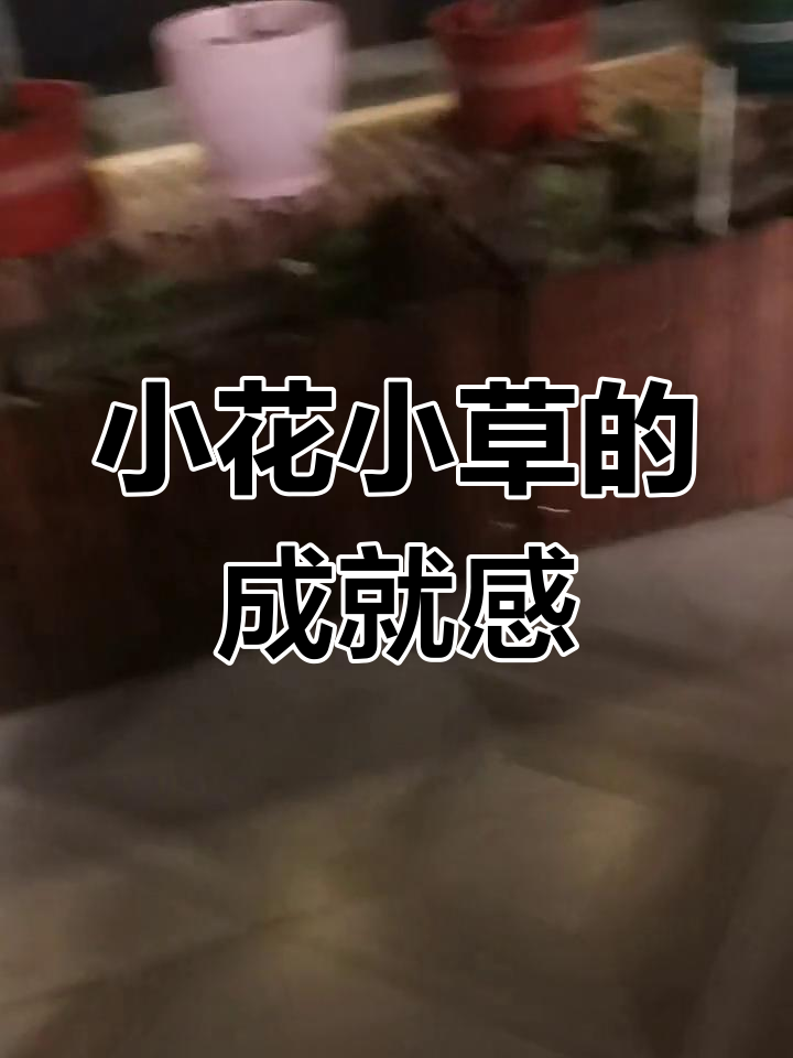蔬菜开花,成就感满满!小盆栽的日常与成长