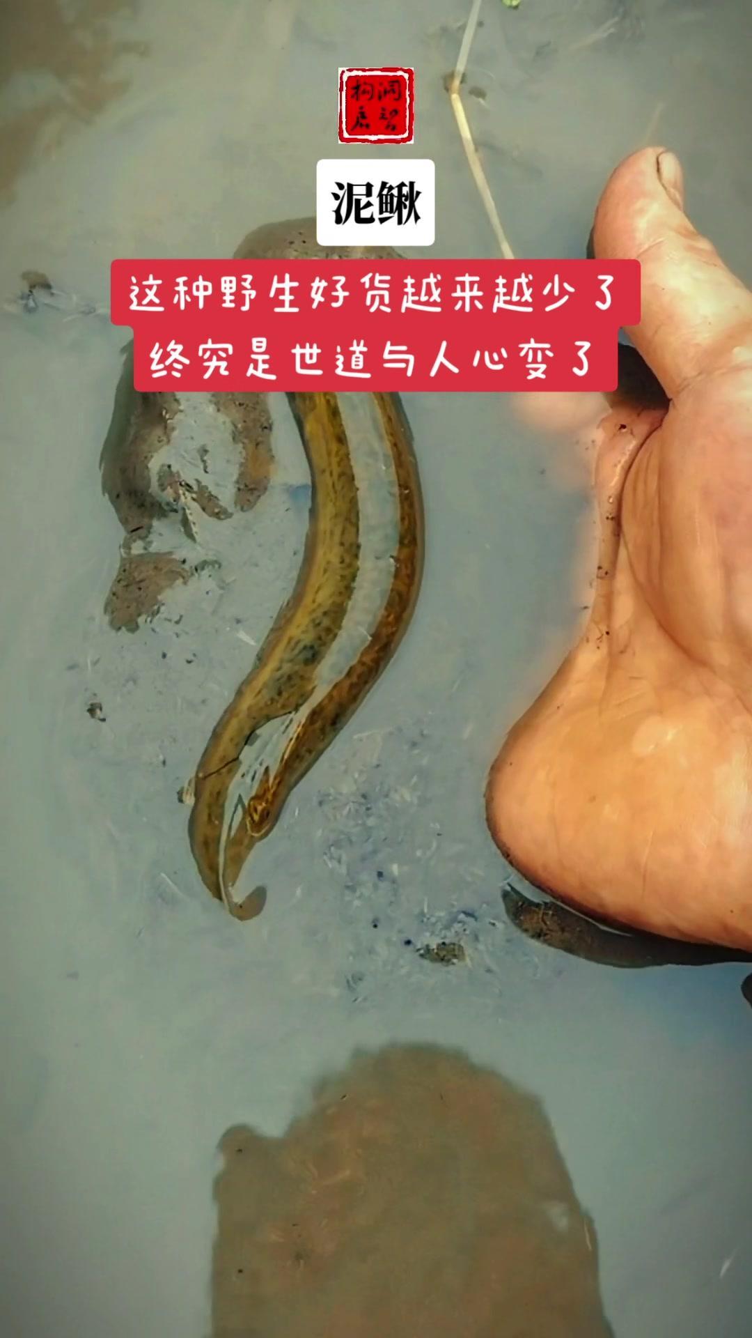 野生泥鳅也越来越少了,你知道什么原因吗?我的乡村生活 农村生活 三农 泥鳅