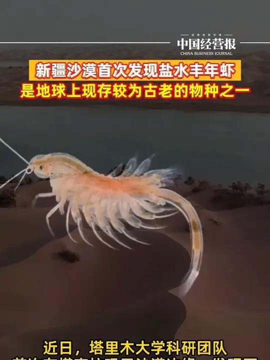 新疆沙漠首次发现盐水丰年虾,是地球上现存较为古老的物种之一