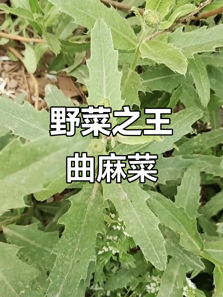 东北曲麻菜,嫩芽美味让人惊艳!