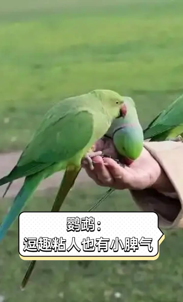 鹦鹉:逗趣粘人也有小脾气