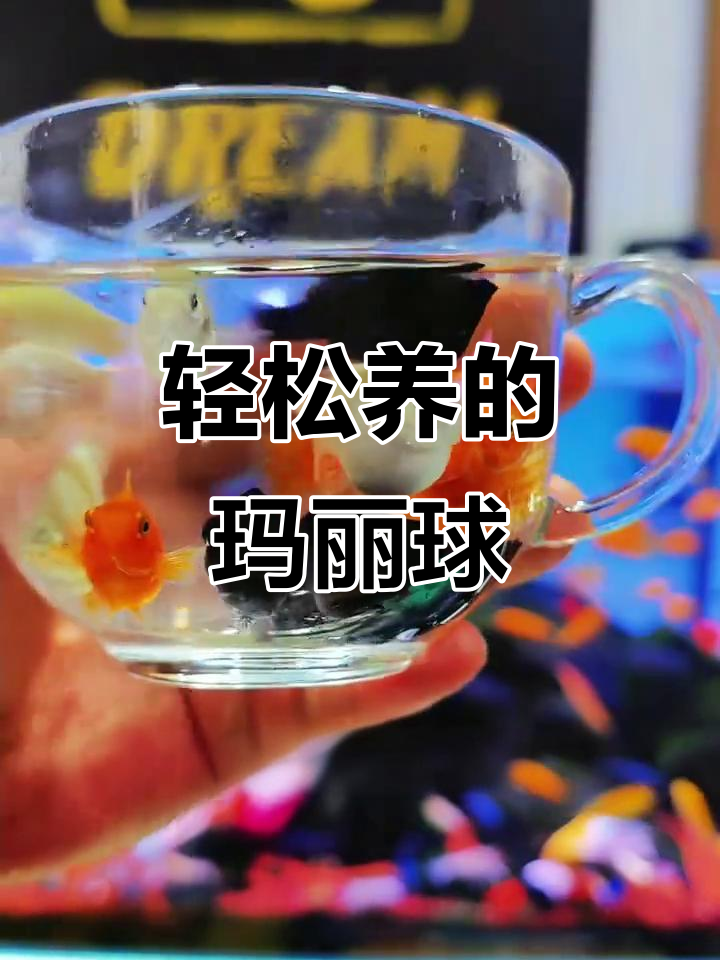 玛丽球鱼:皮实好养,繁殖能力超强