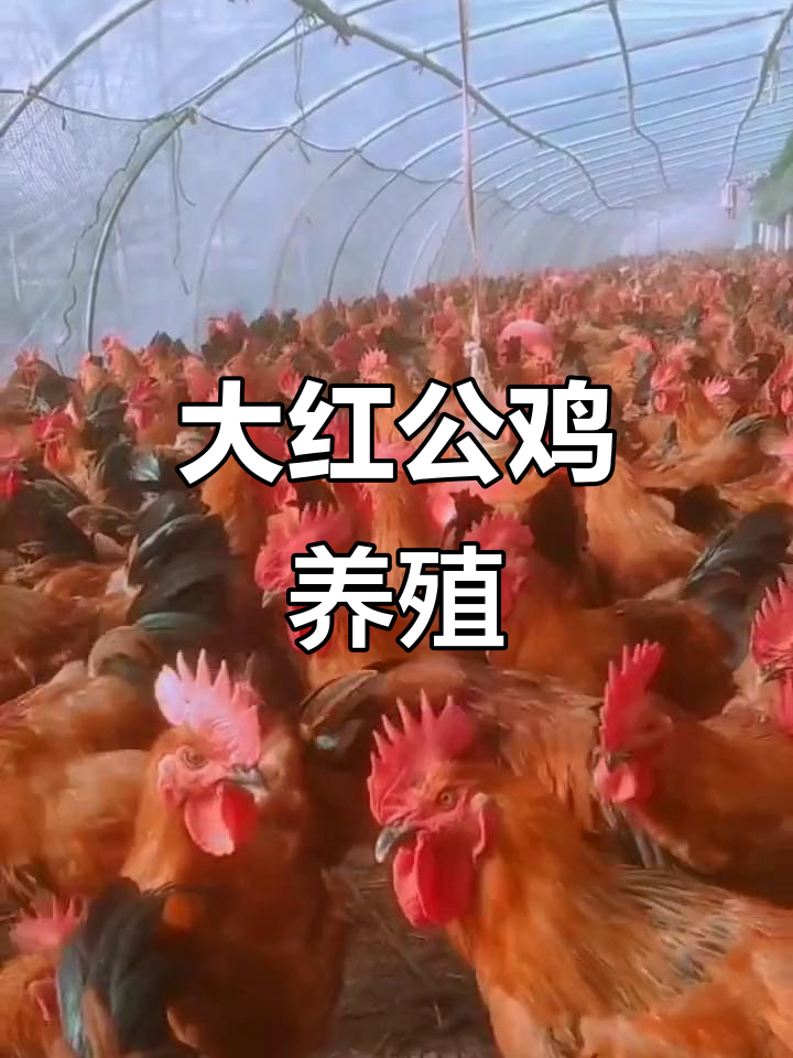 散养大红毛公鸡,土鸡养殖户必看!