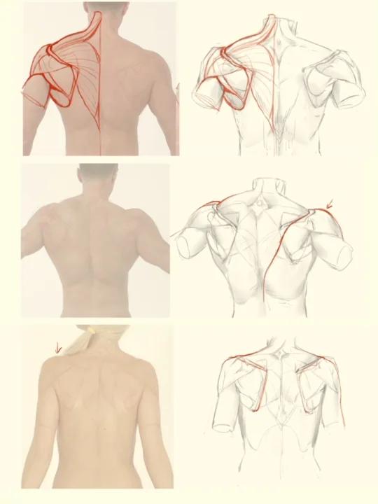如何避免常见错误?背部肌肉绘画技巧!