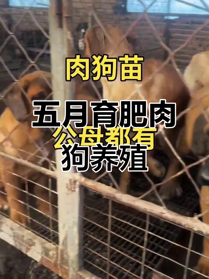 杂交肉狗养殖合作模式，五个月育肥出栏全程无忧