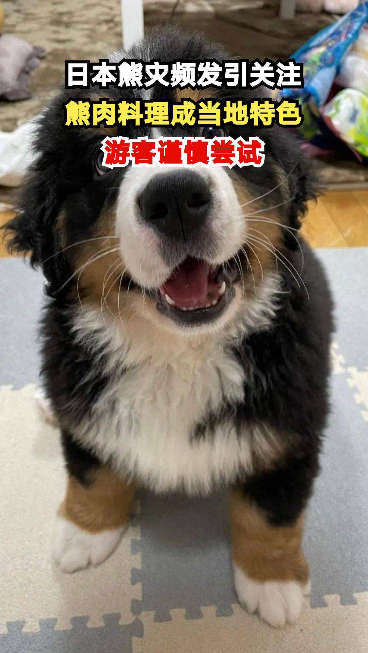 日本熊灾频发引关注,熊肉料理成当地特色,游客谨慎尝试
