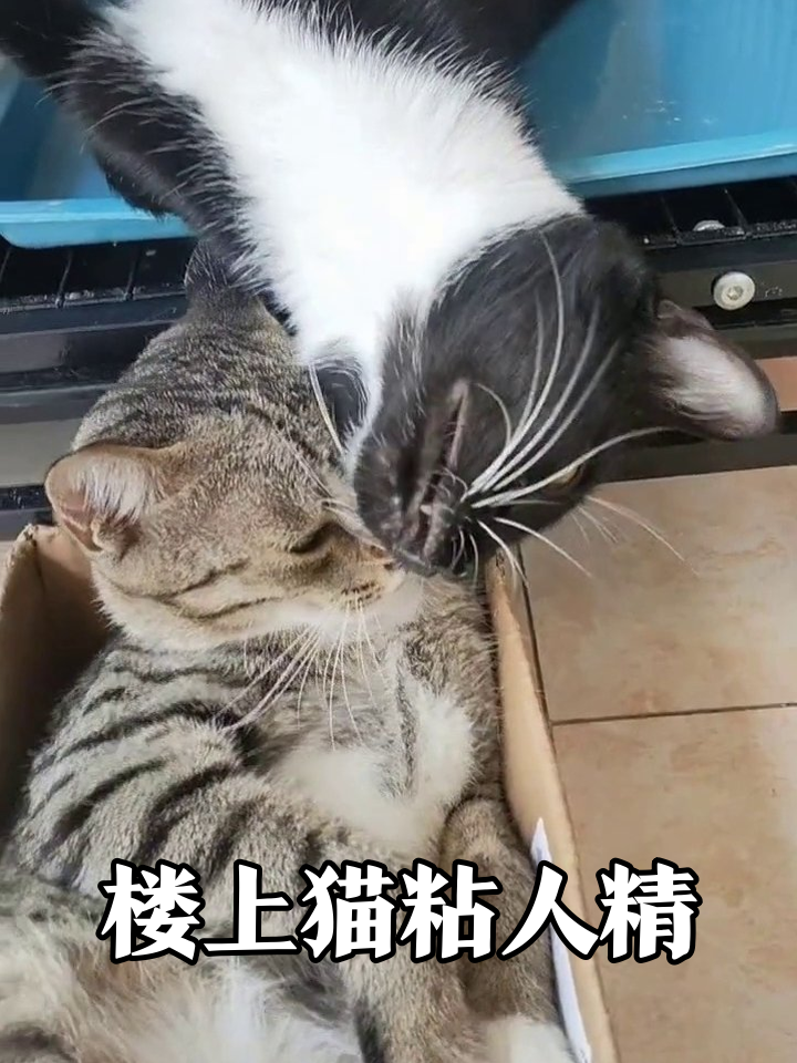 黑白猫狂舔楼下虎斑猫，纸箱猫摆烂表情笑翻