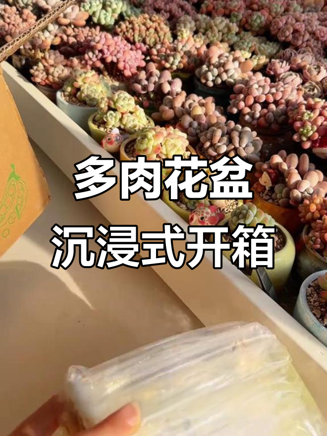 复古花盆开箱,多肉搭配更惊艳!