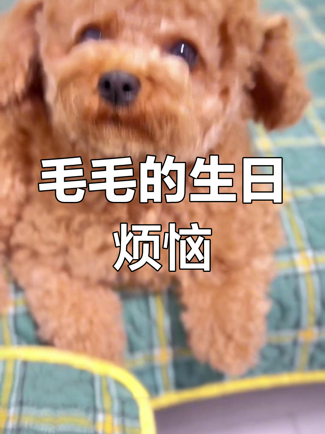 毛毛小朋友的生日愿望:蛋糕和玩具都不买,那怎么过生日呢?