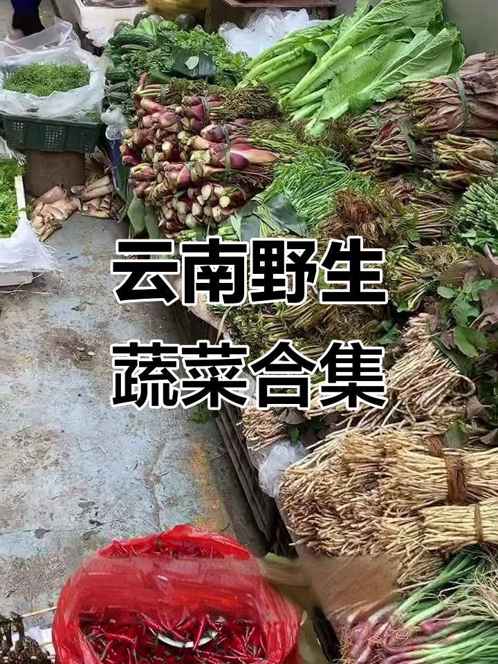 云南山茅野菜大揭秘,这些你尝过吗?