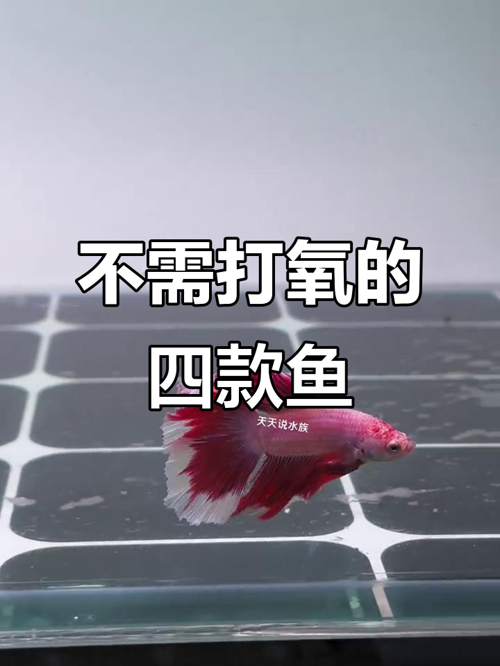 四种不用打氧的观赏鱼,轻松养又好看