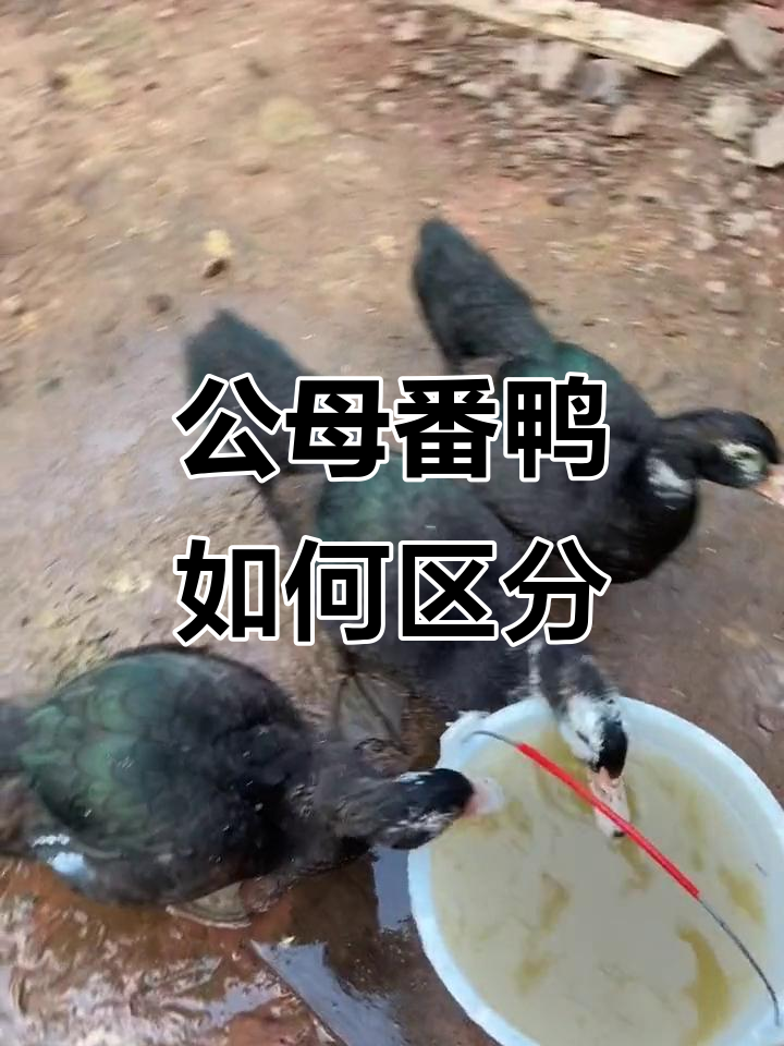 番鸭公母辨别技巧，掌握这些特征轻松分辨