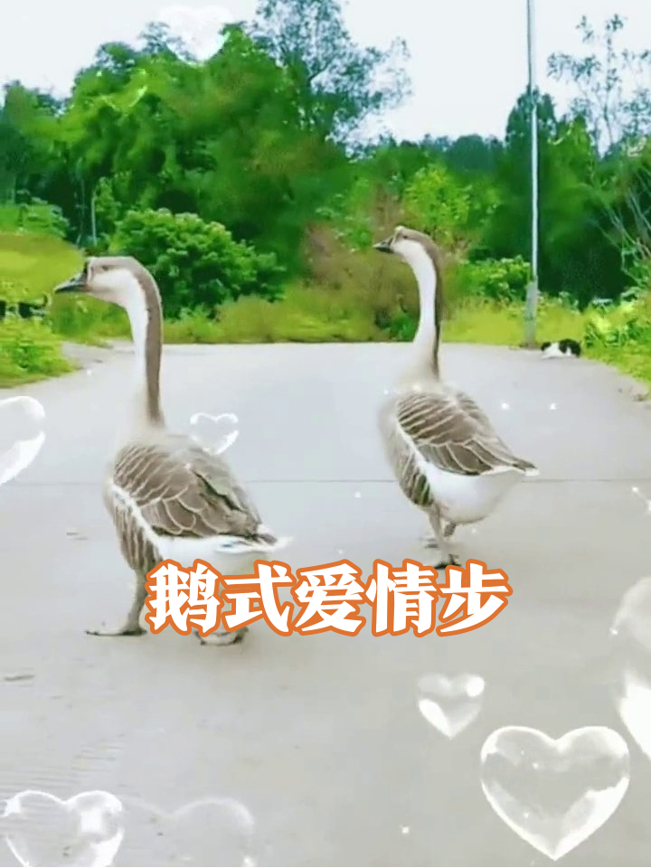 大鹅情侣压马路,爱心特效闪不停
