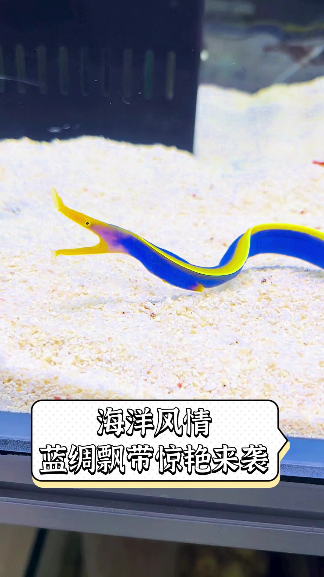 海洋风情,蓝绸飘带惊艳来袭