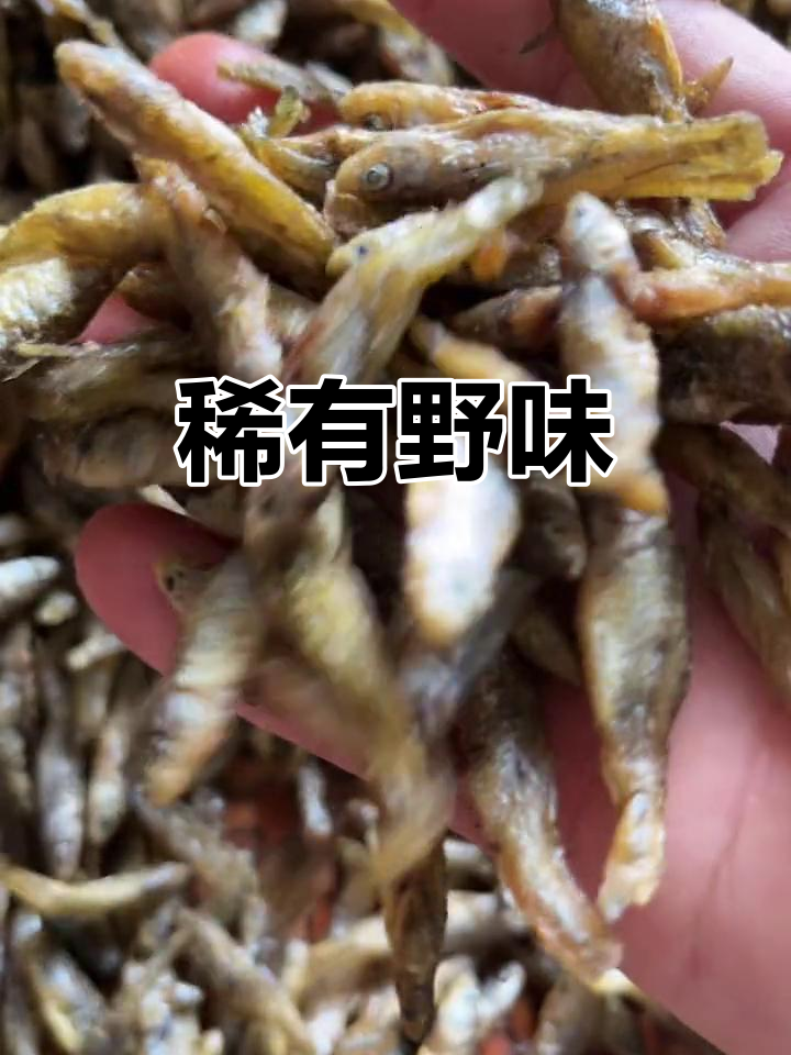 野生菜子鱼,稀少珍贵,抗干效果显著