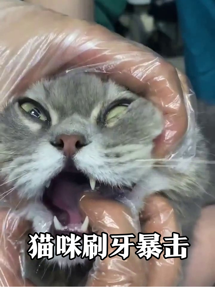 猫咪刷牙全程表情包：从震惊到生无可恋，每帧都是痛苦面具