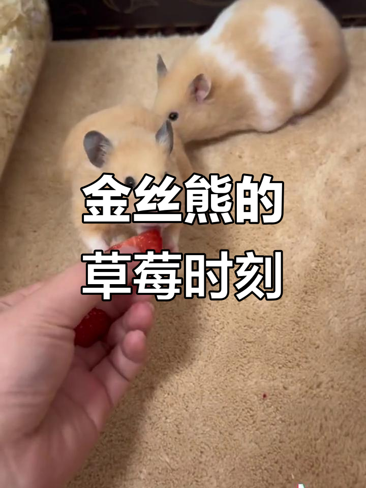 金丝熊分草莓,胖妹吃泡面萌宠日常