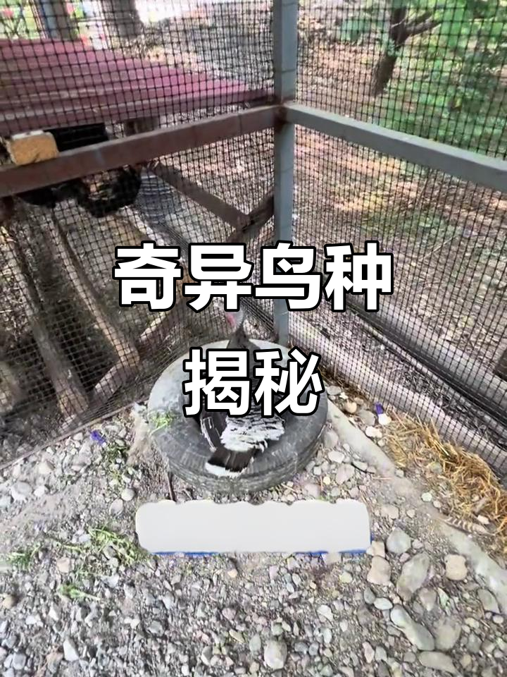 笼中火鸡与孔雀,孵化出的是哪种神秘生物?