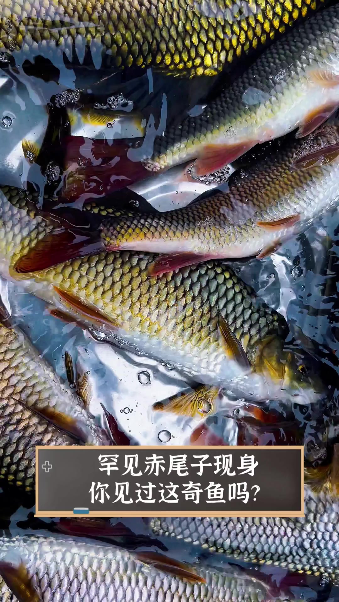 罕见赤尾子现身,你见过这奇鱼吗?