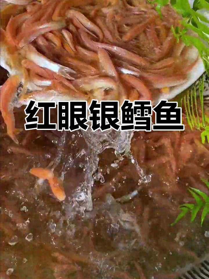 高密度养殖的红眼银鳕鱼,美味又好看