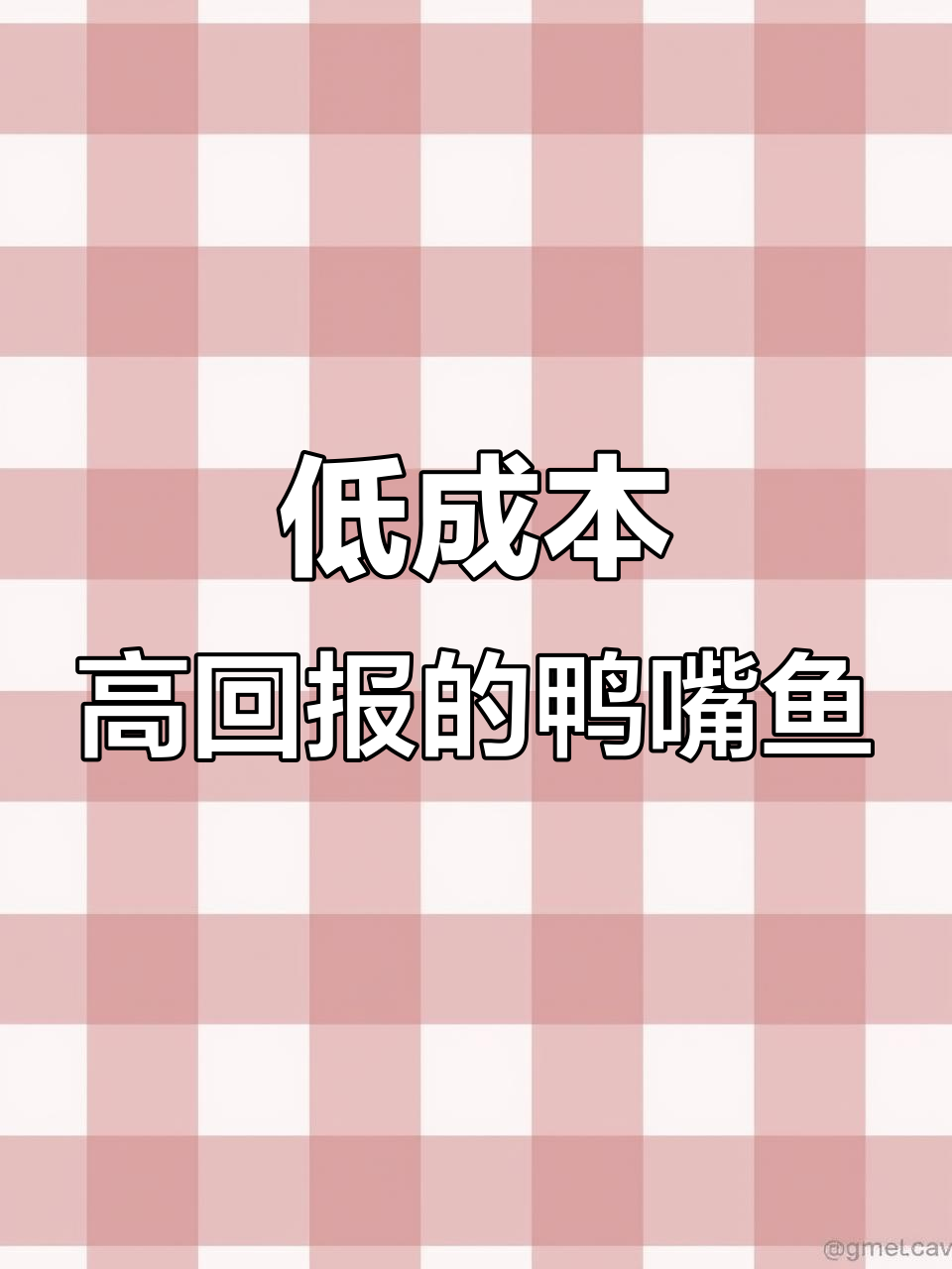 鸭嘴鱼养殖成本低，生长迅速，适合套养