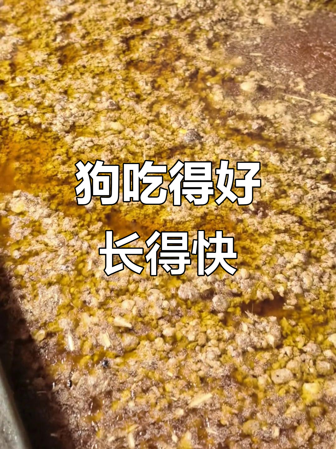 江西远大犬业揭秘:如何让肉狗健康快速成长