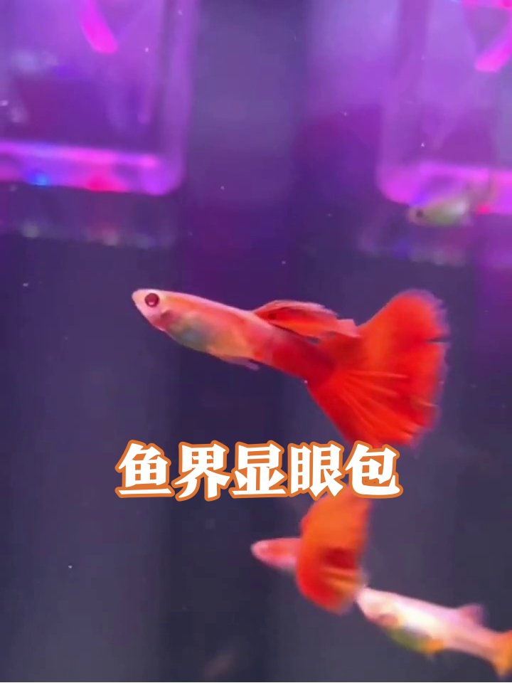 孔雀鱼开屏名场面!每条都穿高定鱼尾裙