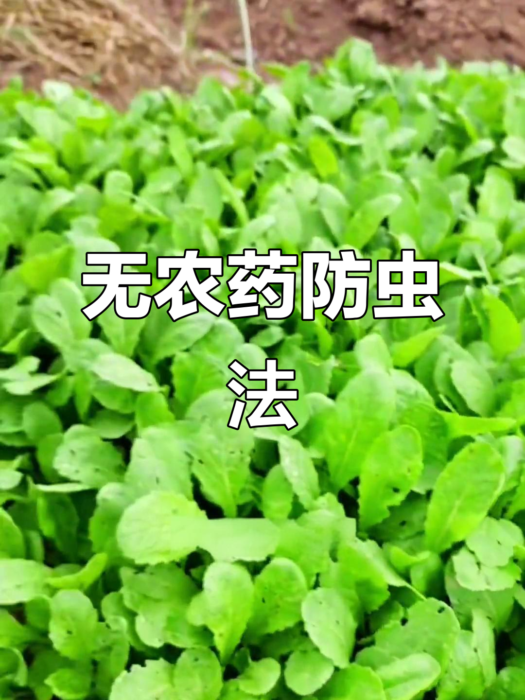 蔬菜蚜虫全灭,环保增产小妙招