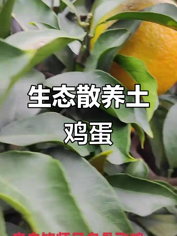 农村生态散养土鸡,健康又美味