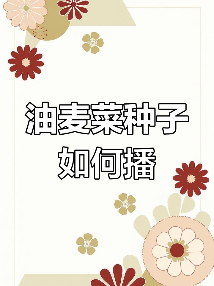 油麦菜种子播种技巧,轻松掌握蔬菜种植方法