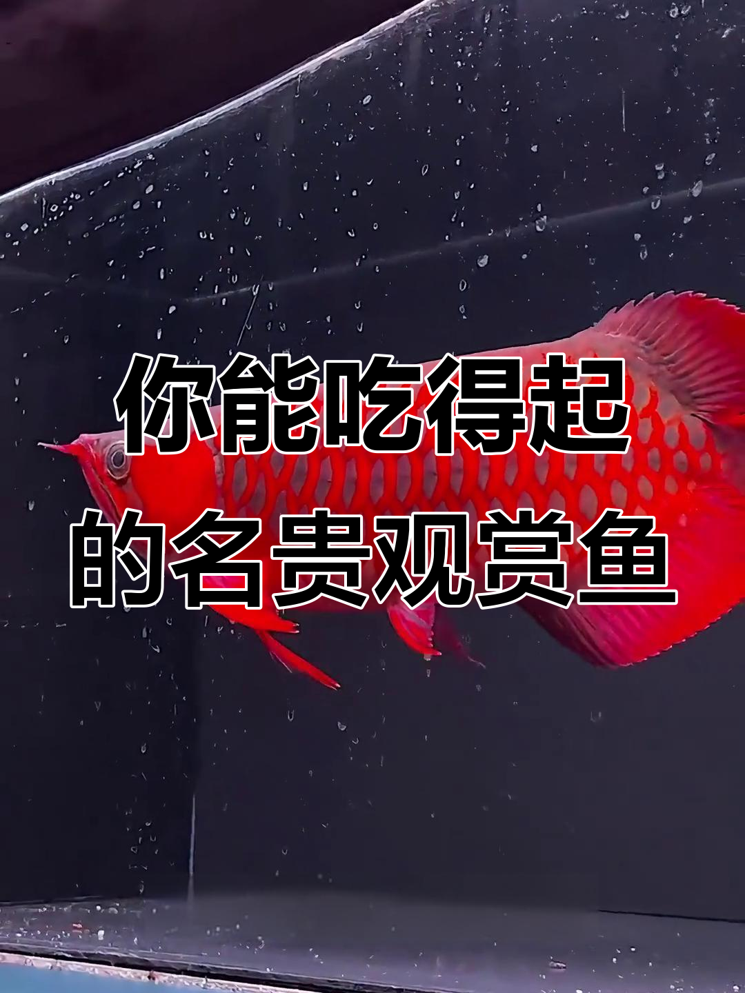 这些鱼你吃得起吗？从龙鱼到黄唇鱼的价格揭秘