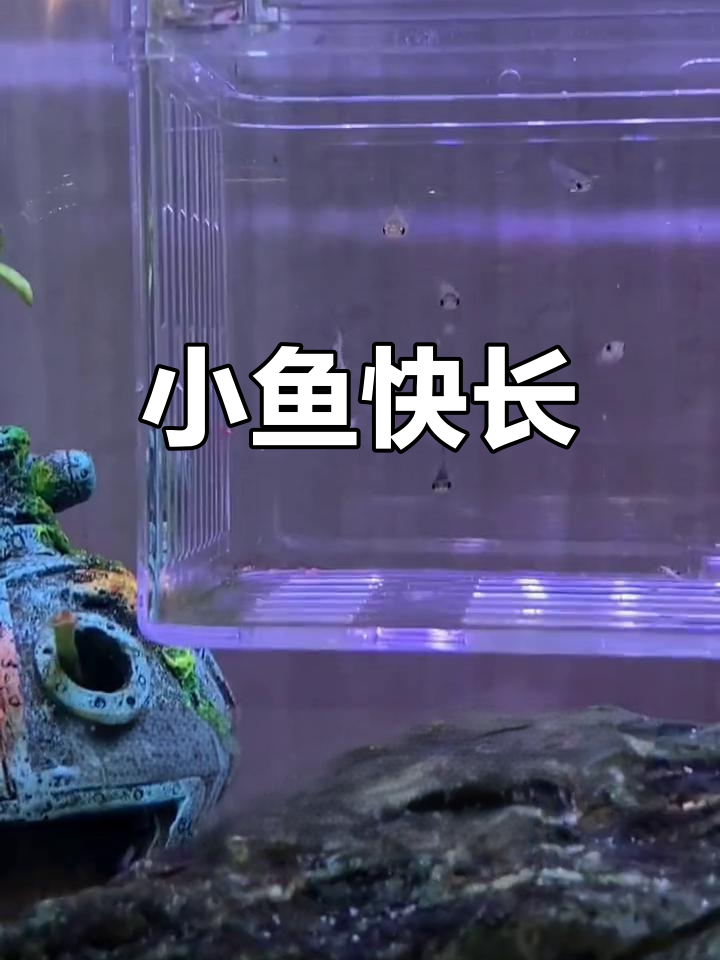 小鱼苗破壳,丰年虾卵助力快速成长!