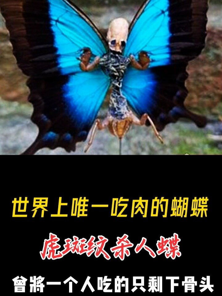 世界上唯一吃肉的蝴蝶,虎斑纹杀人蝶,曾将