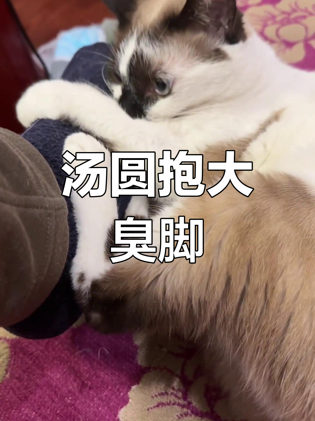 汤圆生气了,竟然抱着我的臭脚丫子!