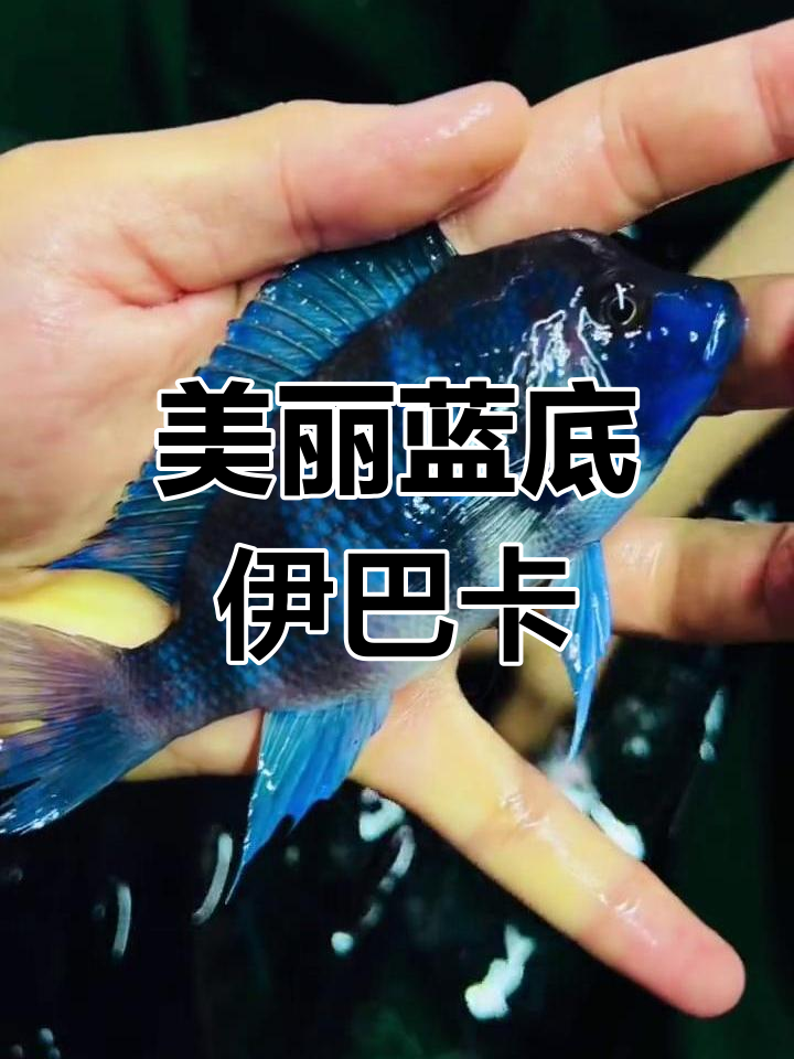伊巴卡六间鱼:蓝色花纹与赛伊兰的完美结合