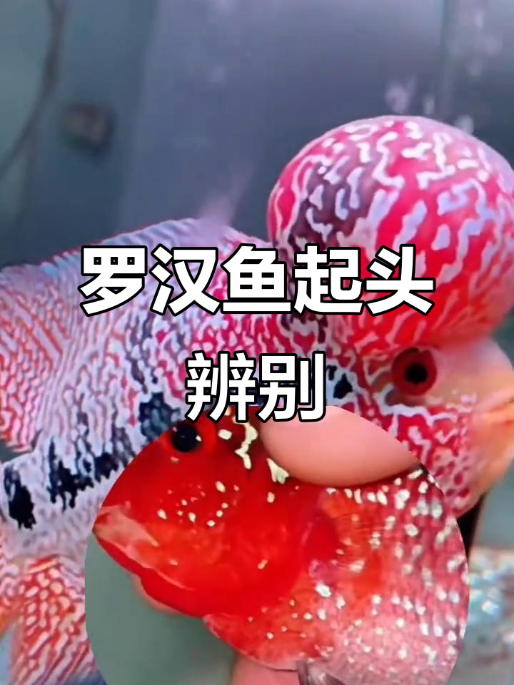 罗汉鱼公母起头差异，视频揭秘！